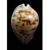 venusta roseopunctata 72,0mm