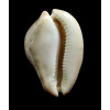 venusta roseopunctata 72,0mm
