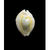 annulus 29,6mm ROSTRATE
