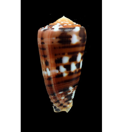 barthelemyi 60,8mm SPLENDID