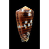 barthelemyi 60,8mm SPLENDID