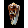barthelemyi 60,8mm SPLENDID