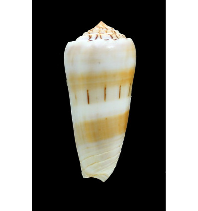 aliwalensis 73,0mm SUPERB