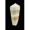 aliwalensis 73,0mm SUPERB