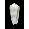 aliwalensis 73,0mm SUPERB