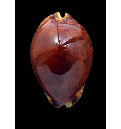grayana 62,0mm RUSTY SUPERB