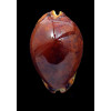 grayana 62,0mm RUSTY SUPERB
