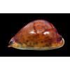 grayana 62,0mm RUSTY SUPERB