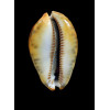 grayana 62,0mm RUSTY SUPERB
