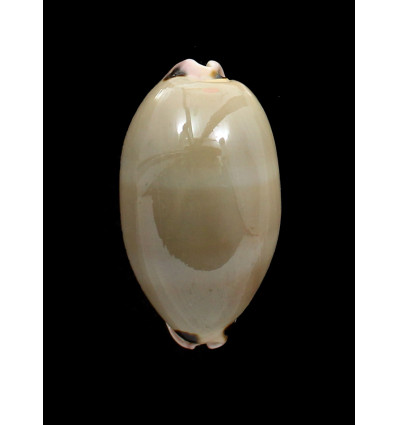 pulchra 68,0mm SUPERB