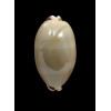 pulchra 68,0mm SUPERB