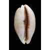pulchra 68,0mm SUPERB