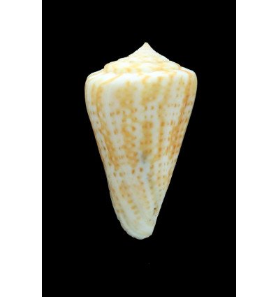 lemniscatus 49,0mm
