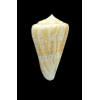 lemniscatus 49,0mm