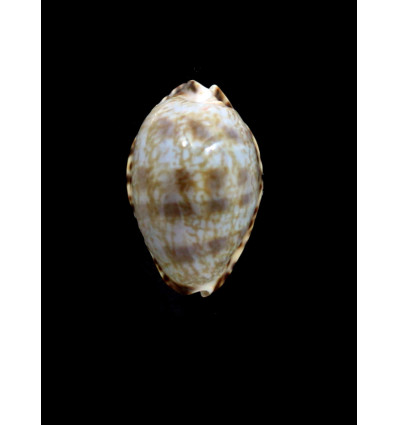 arabicula 30,0mm BIG