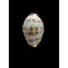 arabicula 30,0mm BIG