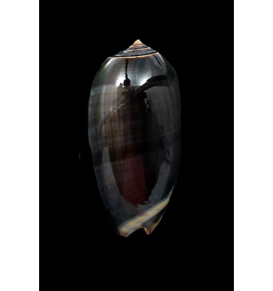 tigrina gandiformis 52,0mm BIG