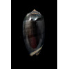 tigrina gandiformis 52,0mm BIG