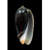 tigrina gandiformis 52,0mm BIG
