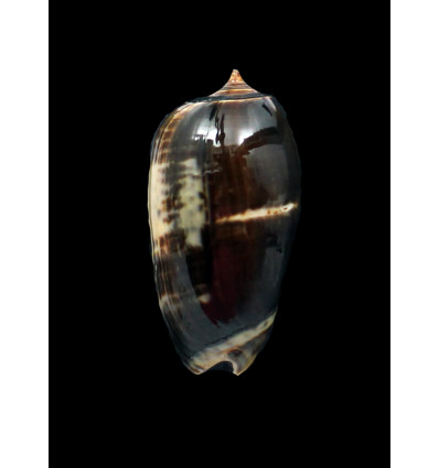 tigrina grandiformis 54,0mm