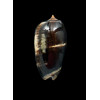 tigrina grandiformis 54,0mm