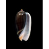 tigrina grandiformis 54,0mm