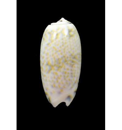 tricolor pilantha 50,0mm