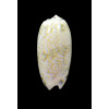 tricolor pilantha 50,0mm