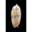 lamberti 60,0mm