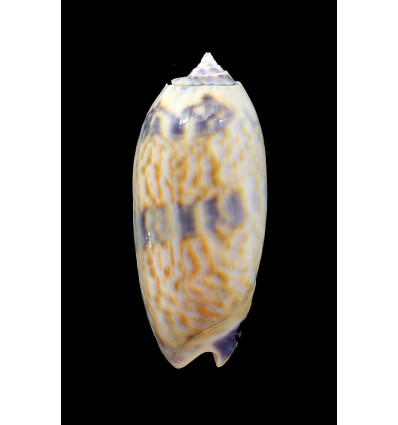 lamberti 60,0mm