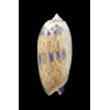 lamberti 60,0mm