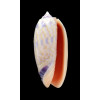 lamberti 60,0mm