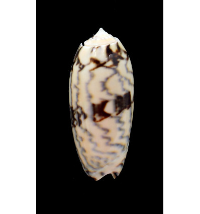 berti 60,0mm SUPERB