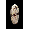 berti 60,0mm SUPERB