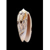berti 60,0mm SUPERB