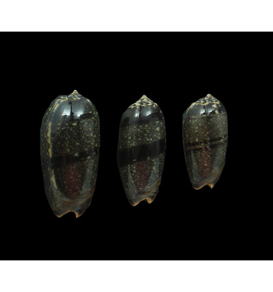 LOT reticulata azona DARK
