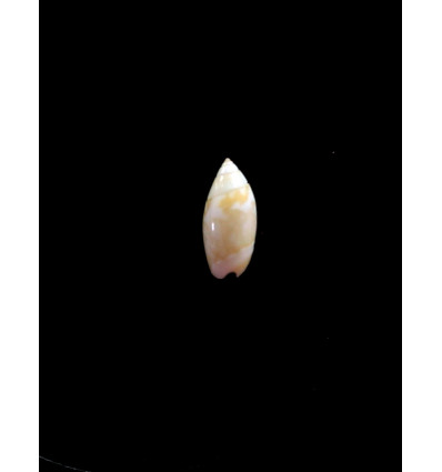 nivea chiriquiensis 11,0mm RARE
