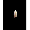 nivea chiriquiensis 11,0mm RARE