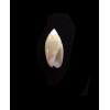 nivea chiriquiensis 11,0mm RARE