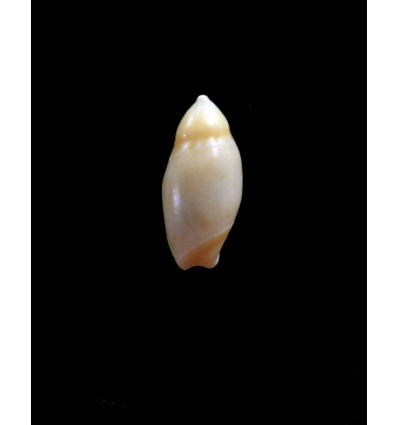reevei 15,0mm RARE