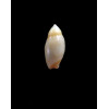 reevei 15,0mm RARE