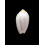 peruviana livida 43,0mm