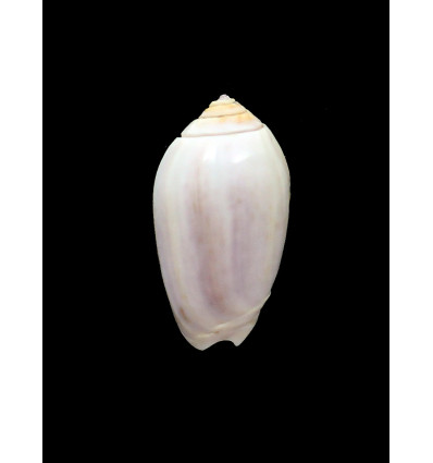 peruviana livida 43,0mm