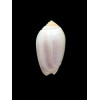 peruviana livida 43,0mm