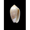 peruviana livida 43,0mm