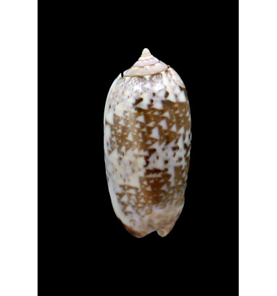 splendidula 42,0mm