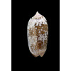 splendidula 42,0mm