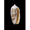 splendidula 42,0mm