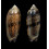 LOT tremulina flammeacolor