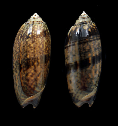 LOT tremulina flammeacolor